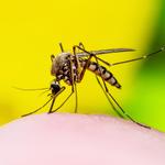 Mosquito WNV_150